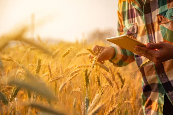 Молодий інженер сільськогосподарського виробництва збирається на полі золотої пшениці — стокове фото