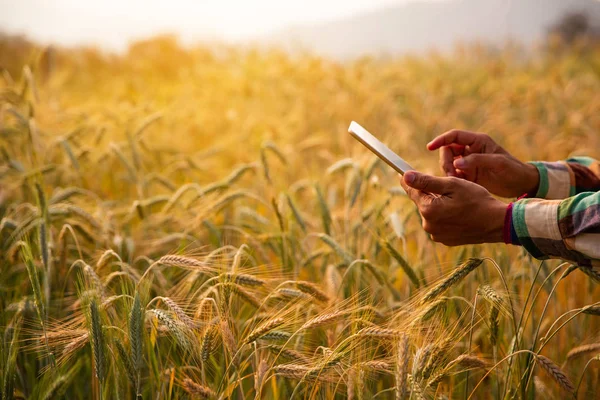 Молодий інженер сільськогосподарського виробництва збирається на полі золотої пшениці — стокове фото