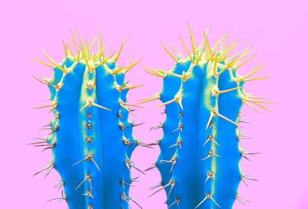 Cacti colorful fashionable mood. Trendy tropical Neon Cactus plant on Pink Color background. — Stock Photo, Image