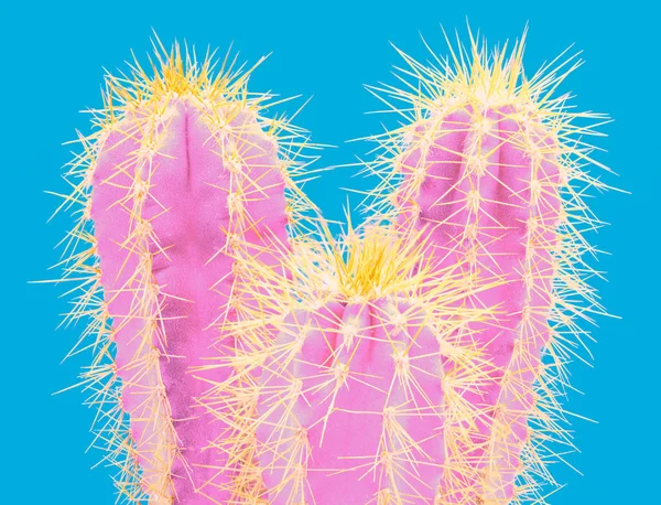 Kaktusar färgglada fashionabla humör. Trendig tropisk Neon kaktus växt på blå färg bakgrund. — Stockfoto