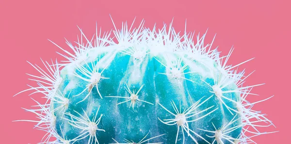 Cactussen kleurrijke modieuze stemming. Trendy tropische Neon cactus plant op roze kleur achtergrond. — Stockfoto