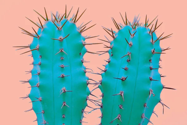 Cacti colorful fashionable mood. Trendy tropical Neon Cactus plant on Pink Color background. — Stock Photo, Image