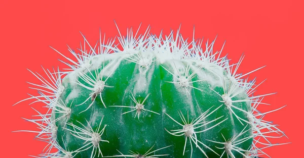 Cacti colorful fashionable mood. Trendy tropical Neon Cactus plant on red Color background — Stock Photo, Image