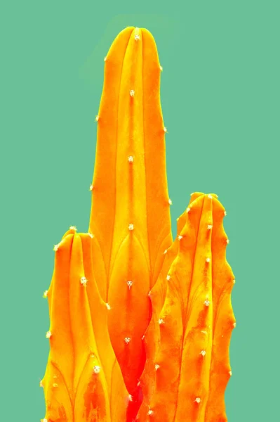 Planta en verde. Diseño de arte minimalista amarillo tropical Art.Cactus Conjunto de moda contemporáneo . —  Fotos de Stock