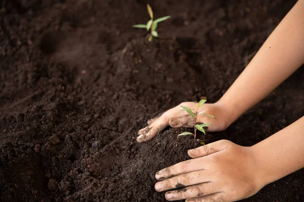 Dětské ruce držící a pečující mladou zelenou rostlinu. — Stock fotografie
