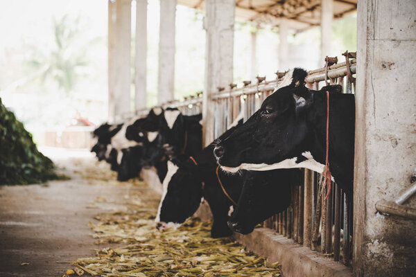 heads of black and white holstein cows feeding on grass in stabl