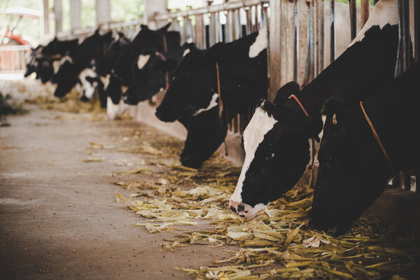 heads of black and white holstein cows feeding on grass
