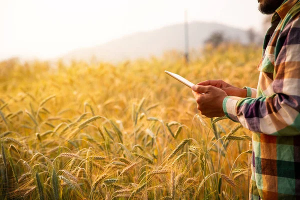 Молодий чоловік інженер сільського господарства збирається на полі золотої пшениці — стокове фото