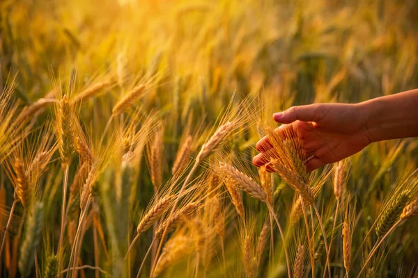 Female hand stroking touches of ripe ears of wheat at sunset in — Stock Photo, Image