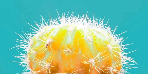 Trendy tropical Neon Cactus planta no fundo de cor azul . — Fotografia de Stock