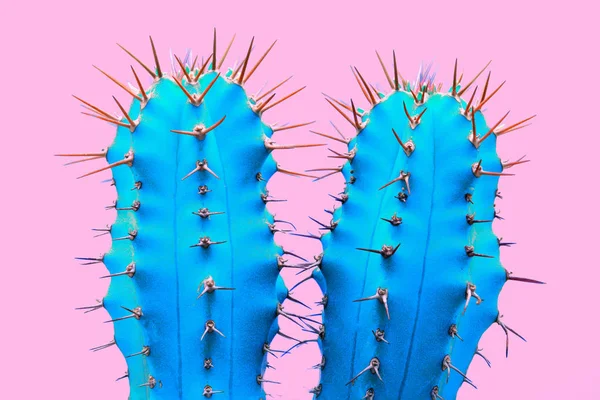 Plant on pink. Tropical blue minimal art design. — Stock Photo, Image