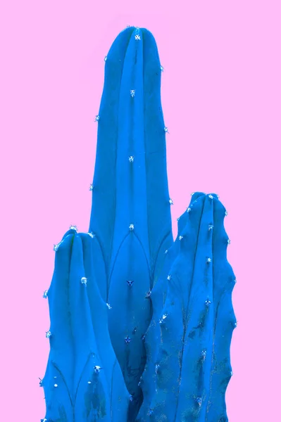 Planta en rosa. Diseño de arte minimalista azul tropical.Conjunto de moda Art.Cactus contemporáneo . —  Fotos de Stock