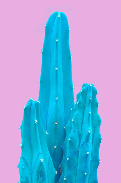 Planta en rosa. Diseño de arte minimalista azul tropical.Conjunto de moda Art.Cactus contemporáneo . —  Fotos de Stock