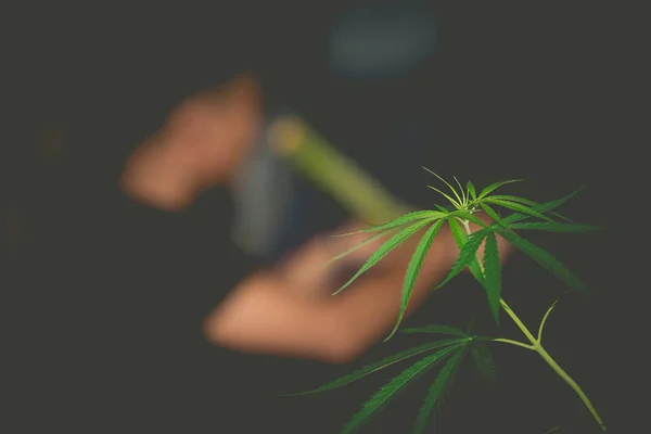 Rostlina z konopí na výstupu. Rozmazání osoba kouření lékařská marihuana. — Stock fotografie