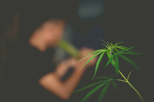 Φυτό κάνναβης στο προσκήνιο. Θαμπό άτομο κάπνισμα ιατρική μαριχουάνα κοινή. — Φωτογραφία Αρχείου