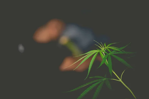 Planta de cannabis en primer plano. Desenfoque persona fumar médico ma —  Fotos de Stock