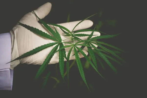 Zöld levél a marihuána a kéz — Stock Fotó