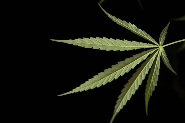 Cannabis marihuana v tmavém pozadí. — Stock fotografie