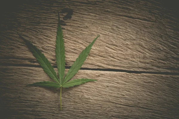 Zelená větev Cannabis s pěti prsty odlétá — Stock fotografie
