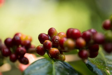 Çiftçi konsepti meyveli kahve tohumu robusta arabica üzümü. Taze yeşil yapraklı fasulye. Turuncu ekin sarı böğürtlen.