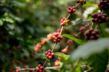 Çiftçi konsepti meyveli kahve tohumu robusta arabica üzümü. Taze yeşil yapraklı fasulye. Turuncu ekin sarı böğürtlen.