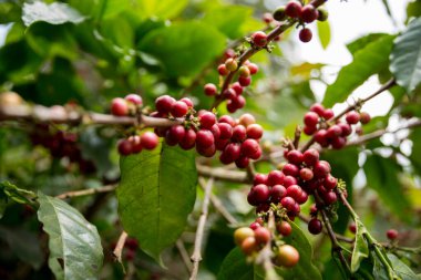 Çiftçi konsepti meyveli kahve tohumu robusta arabica üzümü. Taze yeşil yapraklı fasulye. Turuncu ekin sarı böğürtlen.