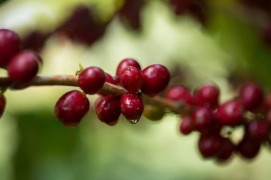 Çiftçi konsepti meyveli kahve tohumu robusta arabica üzümü. Taze yeşil yapraklı fasulye. Turuncu ekin sarı böğürtlen.
