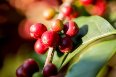 Çiftçi konsepti meyveli kahve tohumu robusta arabica üzümü. Taze yeşil yapraklı fasulye. Turuncu ekin sarı böğürtlen.