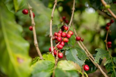 Çiftçi konsepti meyveli kahve tohumu robusta arabica üzümü. Taze yeşil yapraklı fasulye. Turuncu ekin sarı böğürtlen.