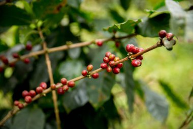 Çiftçi konsepti meyveli kahve tohumu robusta arabica üzümü. Taze yeşil yapraklı fasulye. Turuncu ekin sarı böğürtlen.