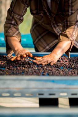 Akıllı çiftçi tekniklerini kapatın kahve makineleri kızartma aletleri kuru güneş ışınları güneş ışığı güneş ışığı taze bahçe tarımı çiftçi kavramı çiftliği arka planını bulanıklaştırıyor