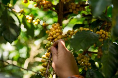 Çiftçi konsepti hasadı el hasadı kahve tohumu robusta arabica üzümü taze yeşil yaprak fasulyesi toplanıyor turuncu ekin sarısı böğürtlen toplanıyor ham bitki ağacı yetiştirme arka planı bulanık organik bahçe