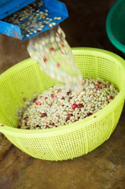 Akıllı çiftçilik teknikleri, kızartma makineleri kahve, güneş ışığı, güneş ışığı, güneş ışığı, tarım, çiftçi kavramını destekliyor.