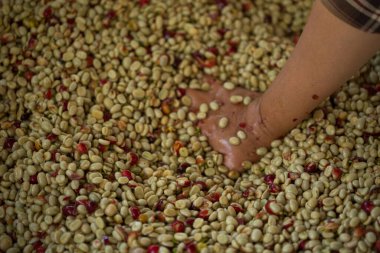 Akıllı çiftçi tekniklerini kapatın kahve makineleri kızartma aletleri kuru güneş ışınları güneş ışığı güneş ışığı taze bahçe tarımı çiftçi kavramı çiftliği arka planını bulanıklaştırıyor