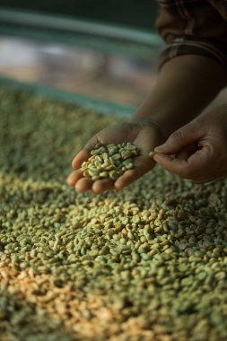 Akıllı çiftçi tekniklerini kapatın kahve makineleri kızartma aletleri kuru güneş ışınları güneş ışığı güneş ışığı taze bahçe tarımı çiftçi kavramı çiftliği arka planını bulanıklaştırıyor