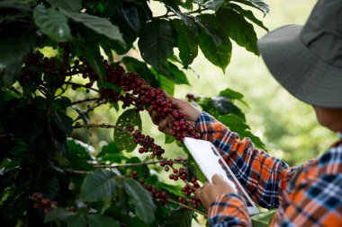 Çiftçi konsepti hasadı el hasadı kahve tohumu robusta arabica üzümü taze yeşil yaprak fasulyesi toplanıyor turuncu ekin sarısı böğürtlen toplanıyor ham bitki ağacı yetiştirme arka planı bulanık organik bahçe