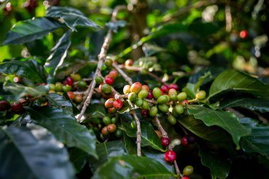 Çiftçi konsepti olgunlaşmış kahve tohumu robusta arabica üzümü. Taze yeşil yapraklı fasulye. Turuncu ekin sarı böğürtlen.