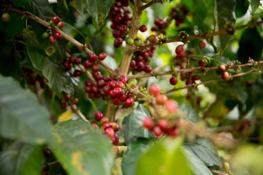 Çiftçi konsepti meyveli kahve tohumu robusta arabica üzümü. Taze yeşil yapraklı fasulye. Turuncu ekin sarı böğürtlen.