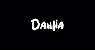 Grunge 'da Dahlia Kadın Adı Siyah Arkaplan Üzerine Cüretkar Metin Tipografisinin Geçiş Efektini Çözdü