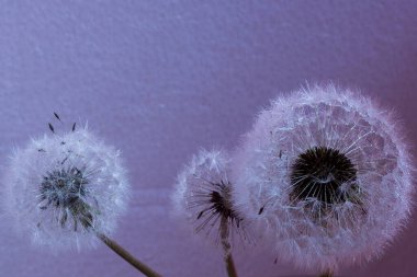  Beyaz tüylü karahindibalar.