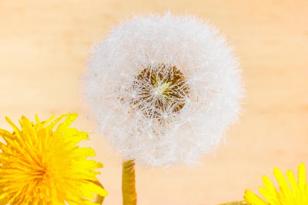 White Dandelion Yellow Dandelion Close — Stock Photo, Image