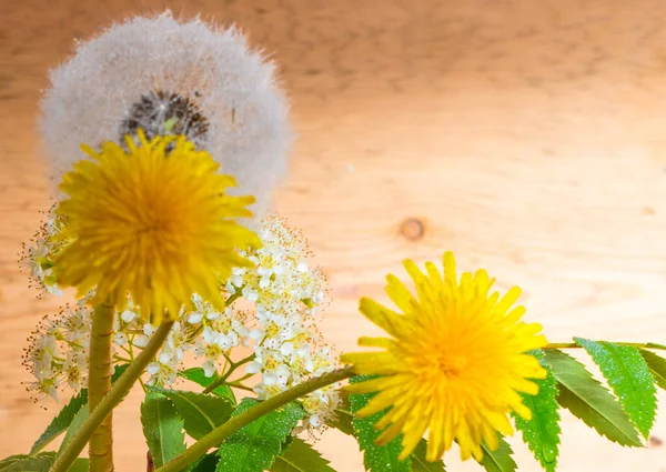 白と黄色のタンポポの花束とローワン花のクローズアップ — ストック写真