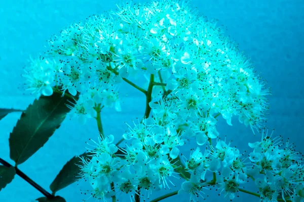 Rowan Kwiat Niebieskawym Tle Zbliżenie — Zdjęcie stockowe