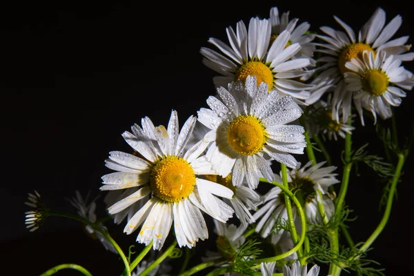 Buquê Margaridas Com Gotas Água Fundo Preto Close Espaço Cópia — Fotografia de Stock