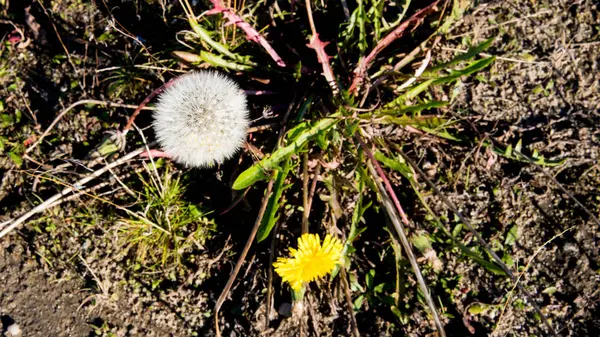 White Yellow Dandelions Close — Stock Photo, Image