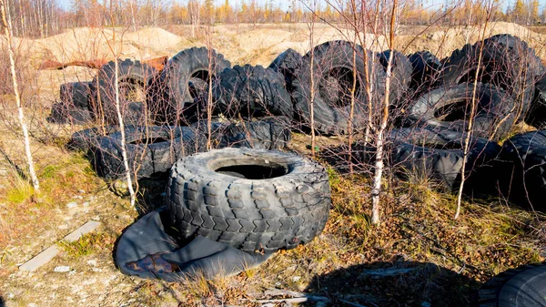Montón Neumáticos Viejos Descartados Medio Abedul —  Fotos de Stock