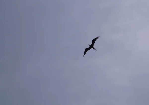 护卫舰鸟的羽毛主要为黑色 尾巴长 高度分叉 墨西哥金塔纳罗奥州加勒比海上空的护卫舰鸟 — 图库照片