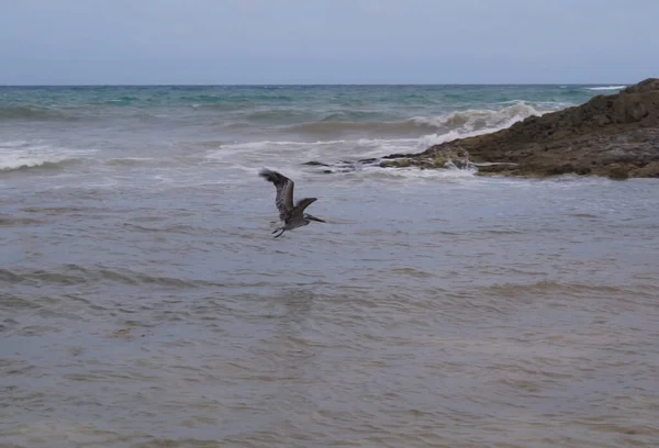 Pelicano Marrom Americano Sobre Mar Caribe Estado Quintana Roo México — Fotografia de Stock