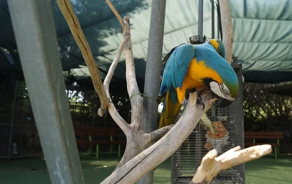 Guacamayo Azul Dorado Ara Ararauna Gran Loro Sudamericano Con Partes — Foto de Stock