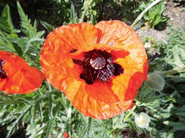 Papaver orientale, doğulu gelincik, uzun ömürlü bir çiçek bitkisidir. Doğulu gelincikler kıllı ve ince ince parçalanmış yaprak yığınları yetiştirirler. Berlin, Almanya